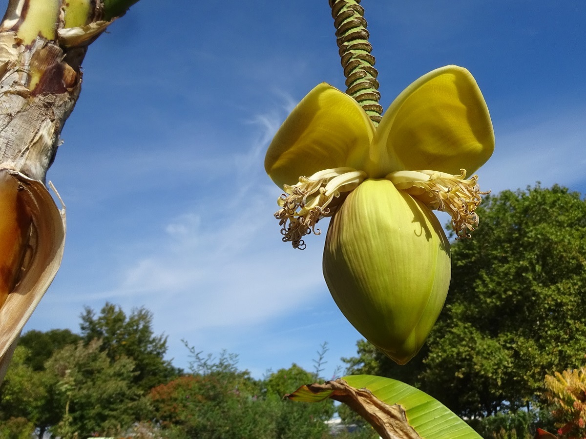 Musa basjoo (Musaceae)